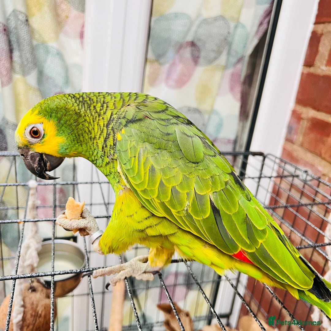 Parrots birds for sale: Hand tamed talking blue fronted Amazon parrot  - Image 6