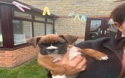 Boxer dogs for sale: Ready This Weekend Kc Boxer Puppies - Image 32