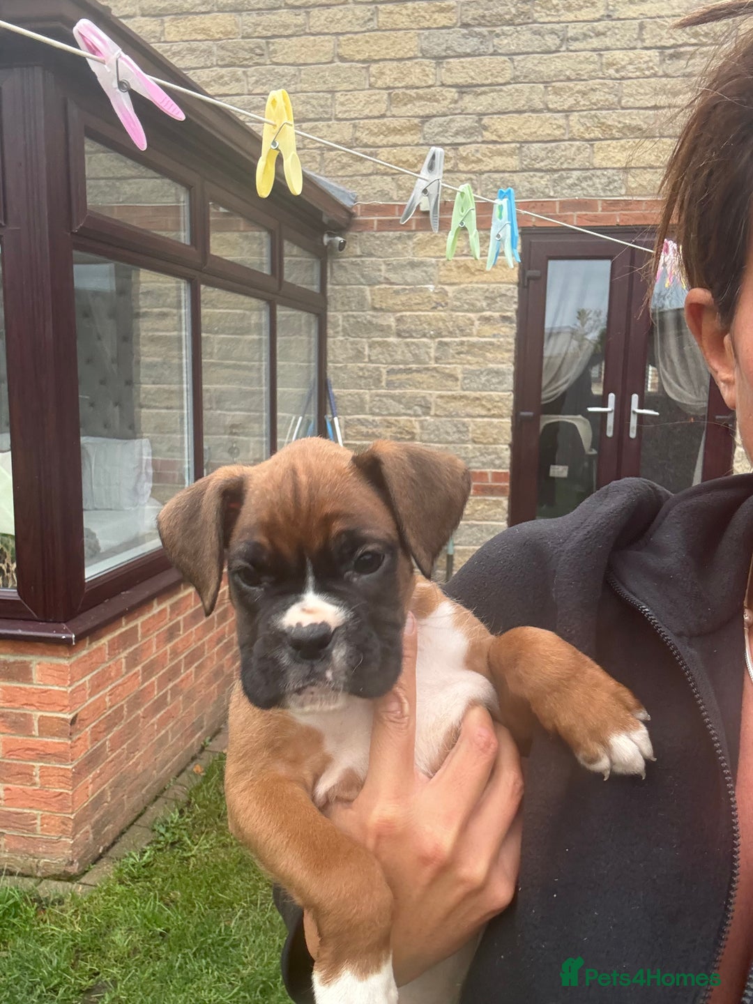 Boxer dogs for sale: Ready This Weekend Kc Boxer Puppies - Image 32