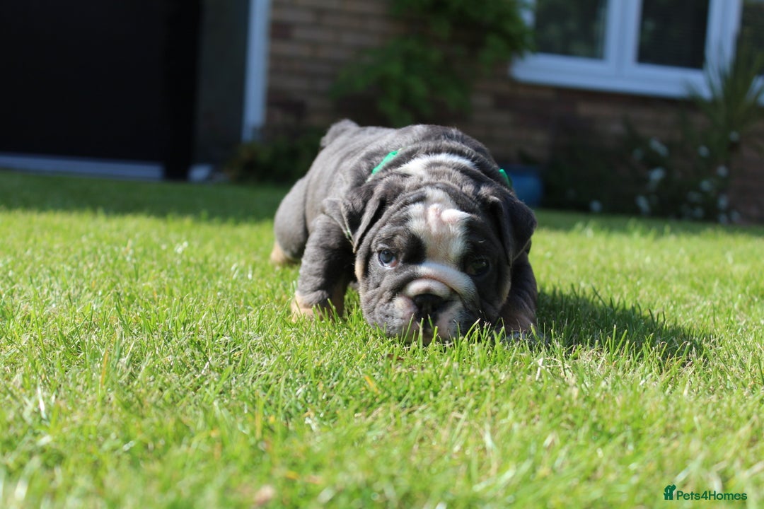 English Bulldog dogs for sale: *REDUCED* English Bulldog Puppies - Image 23