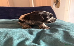 Cocker Spaniel dogs for sale: KC Registered Show Cockers - Image 2