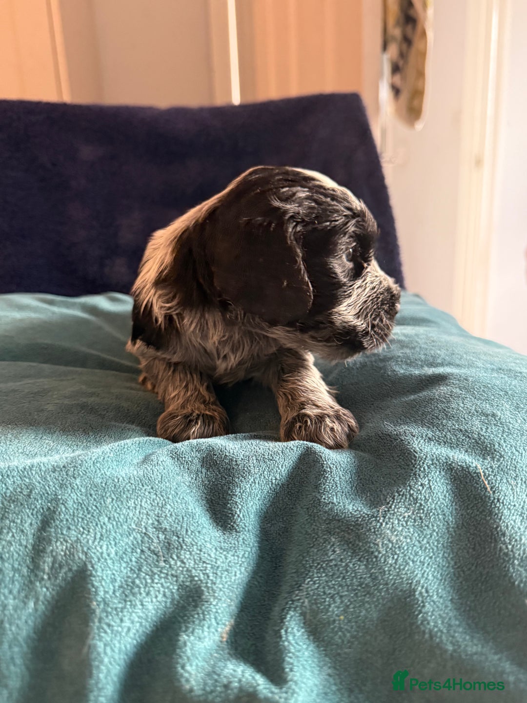 Cocker Spaniel dogs for sale: KC Registered Show Cockers - Image 2