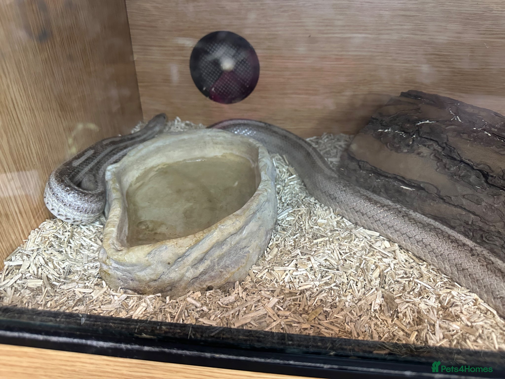 Corn Snake reptiles Grey corn snake and near full set up - Advert 2