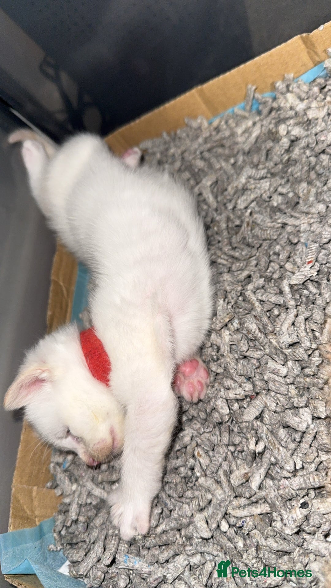 Mixed Breed cats for sale: Mixed kittens for sale - Image 18