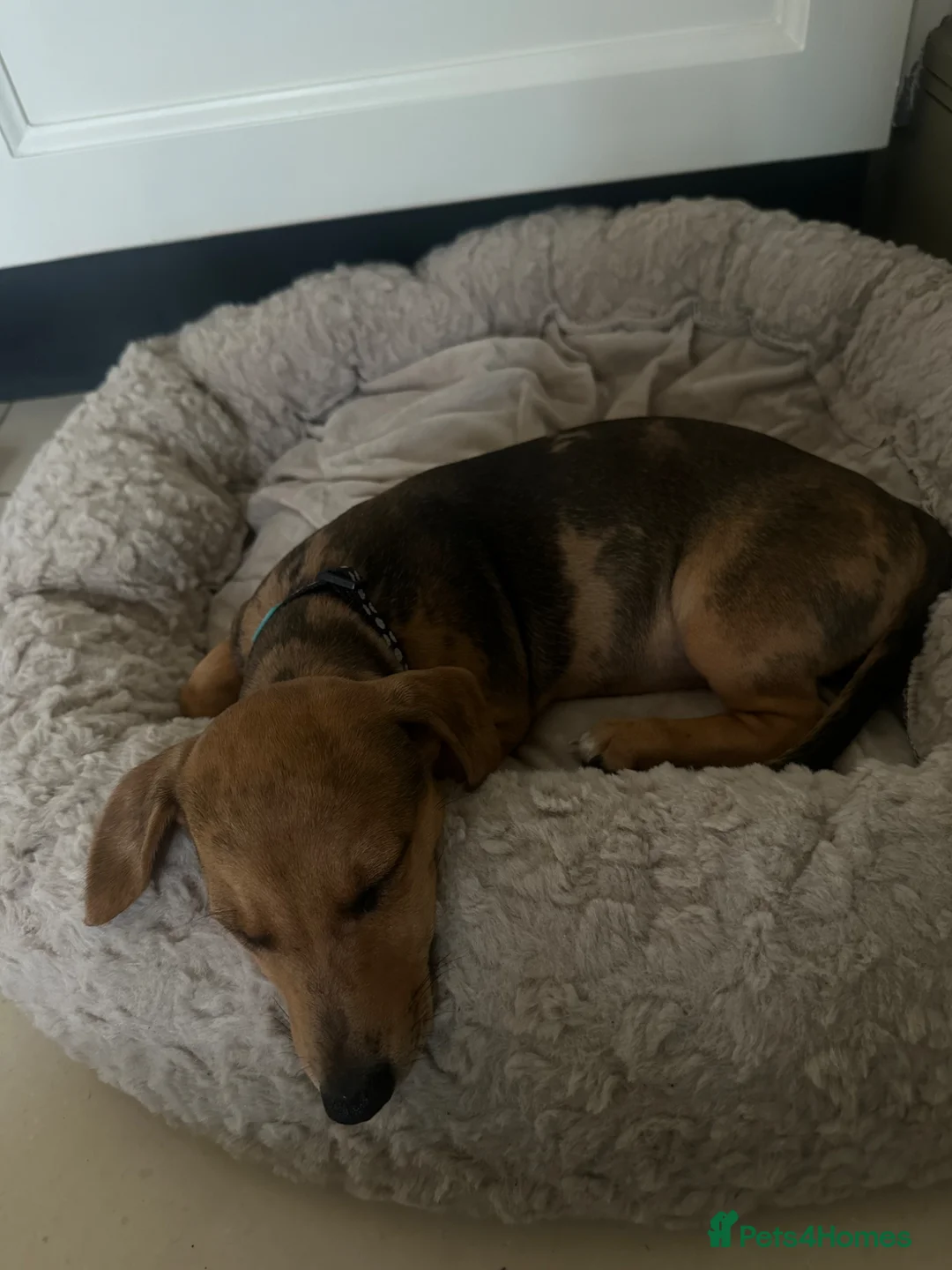 Mixed Breed dogs for sale: Beautiful female Dachshund Puppy - Advert 11