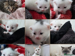 Mixed Breed cats Mixed kittens😻😽Ragdoll x domestic 🙀👌 - Advert 15