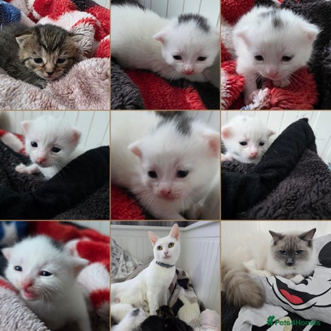 Mixed Breed cats Mixed kittens😻😽Ragdoll x domestic 🙀👌 - Advert 16