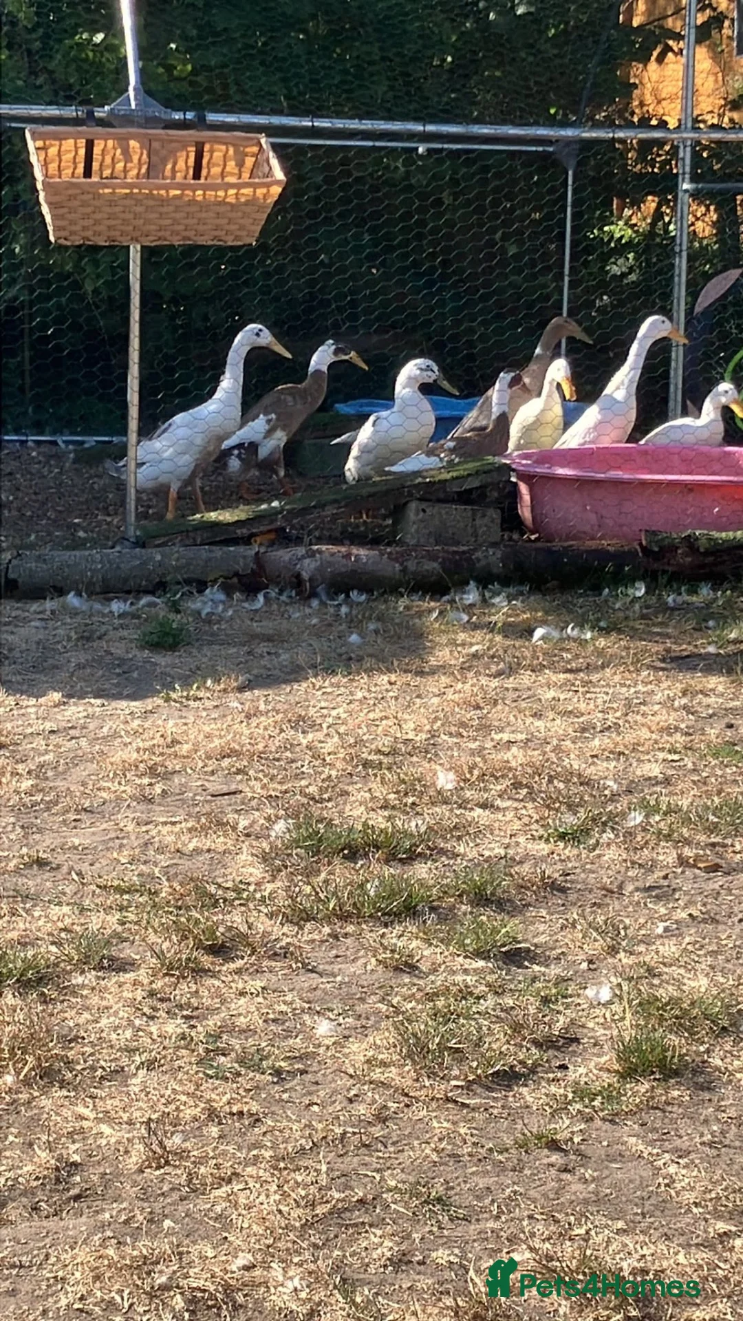 Ducks poultry for sale: Indian runner ducks looking for 5* homes in Thetford - Advert 2