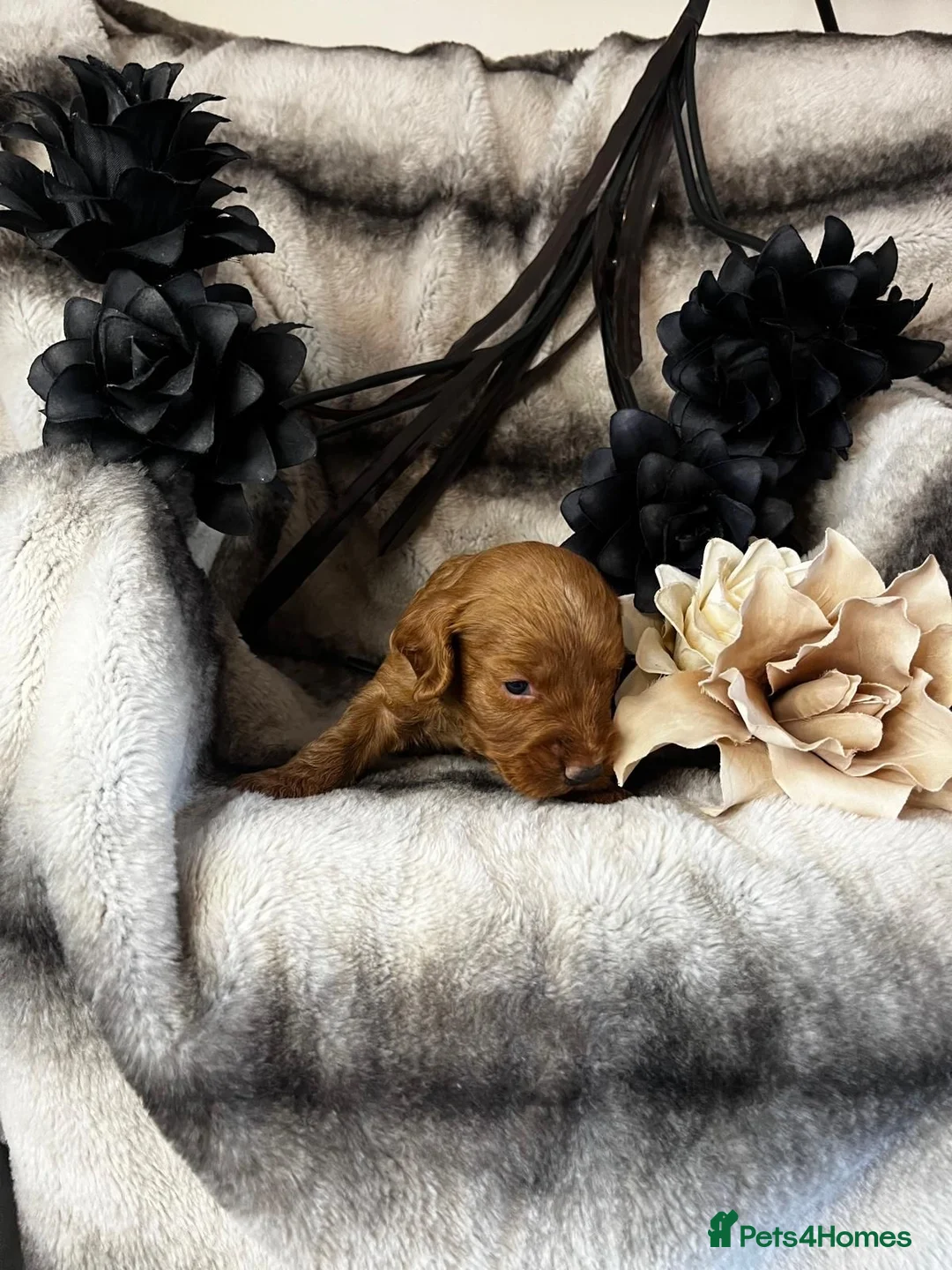 Miniature Poodle dogs for stud: Dark Red Miniature Poodle Stud Package Available in Southampton - Advert 18