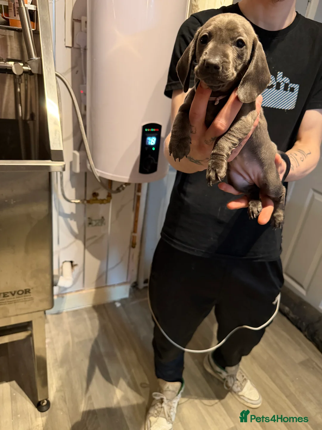 Miniature Dachshund dogs for sale: Miniature dachshund  - Advert 2