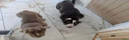 English Bulldog dogs for sale: 2 English bulldog  - Advert 1