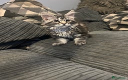 Maine Coon cats for sale: Gorgeous bundles of fluff n mischief  - Image 9