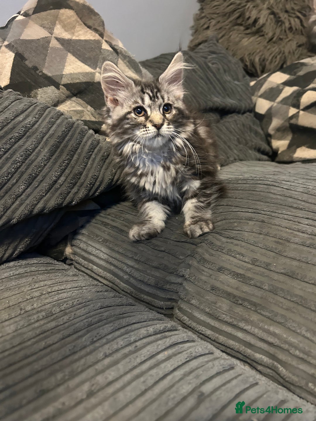 Maine Coon cats for sale: Gorgeous bundles of fluff n mischief  - Image 9