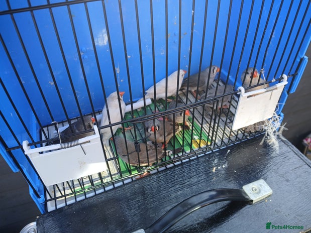 Finches birds - Advert 1