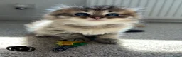 Scottish Fold cats for sale: M&Ms for sale  - Advert 8