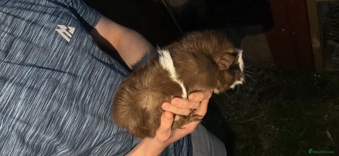 Guinea Pig rodents for sale: guinea pig rehoming  in Hull - Advert 1