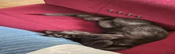 Domestic Shorthair cats for sale: Adorable kitten looking for new home  - Advert 3