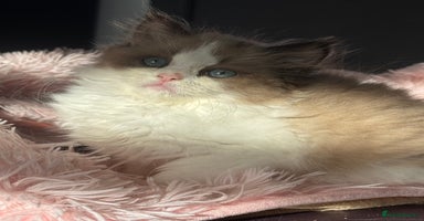 Ragdoll cats - Advert 5
