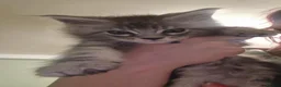 Maine Coon cats for sale: Gorgeous mainecoon kittens available  in Cleckheaton - Advert 5