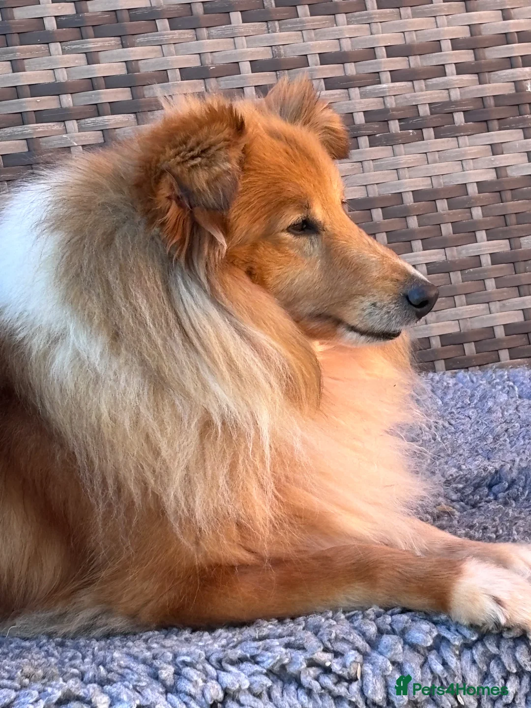 Shetland Sheepdog dogs for sale: Beautiful sable Shetland sheepdog girl  - Advert 2