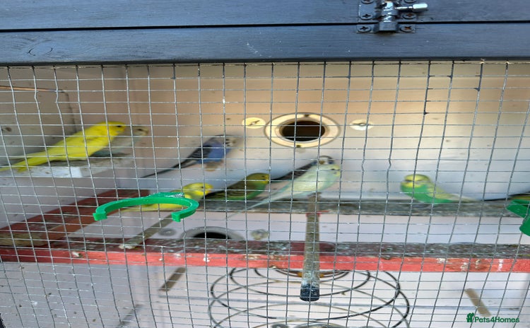 Budgerigars birds - Advert 4
