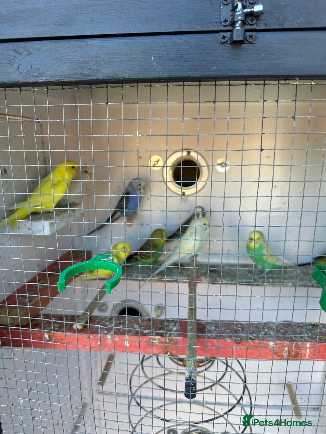 Budgerigars birds for sale: Budgies  - Image 1