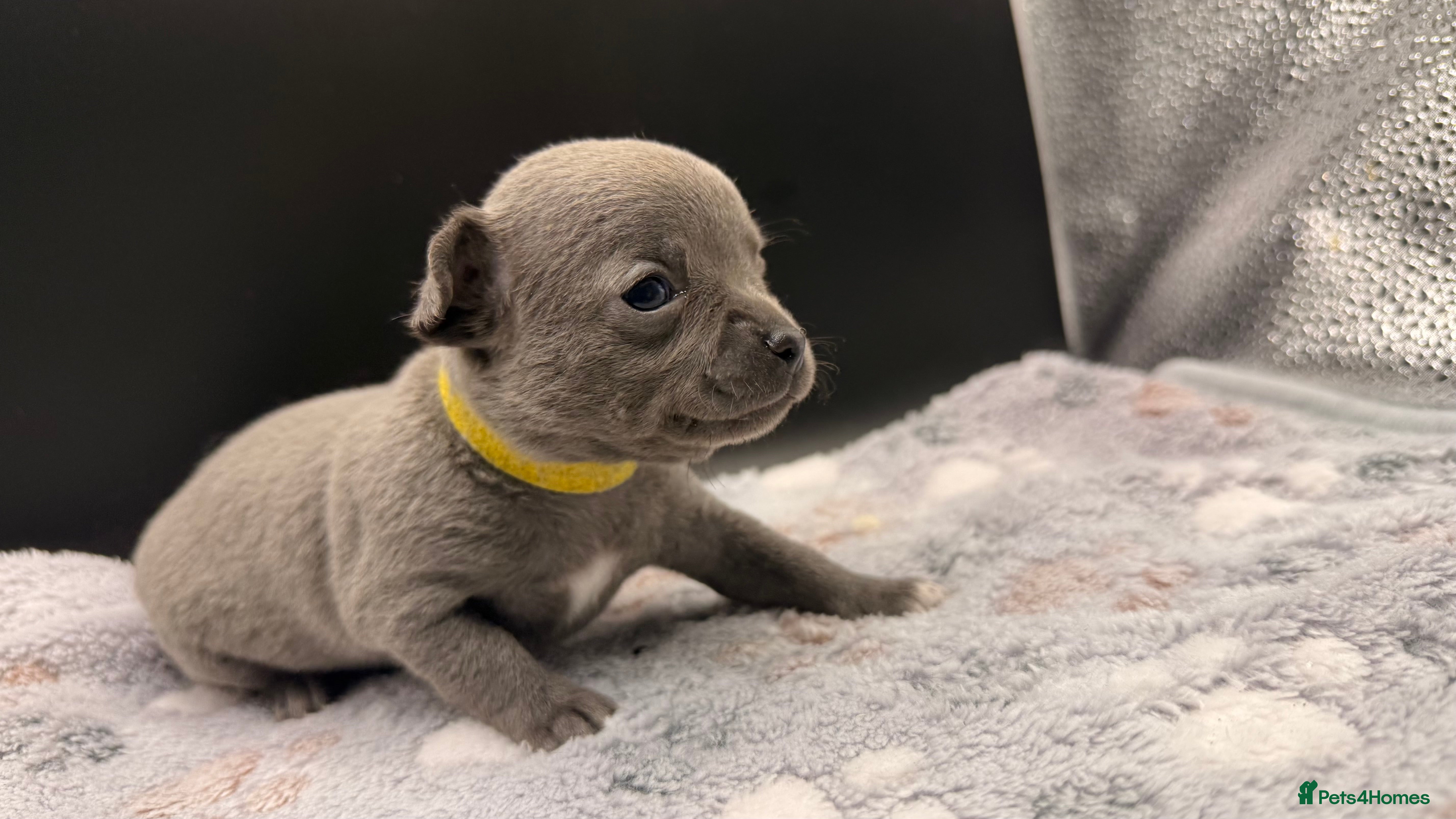 Chihuahua dogs Lilac & Blue Chihuahuas – Gorgeous Little Pups - Advert 17