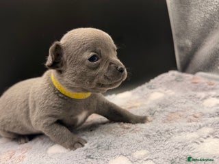 Chihuahua dogs Lilac & Blue Chihuahuas – Gorgeous Little Pups - Advert 17