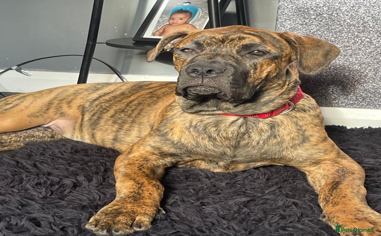 Mixed Breed dogs - Advert 14