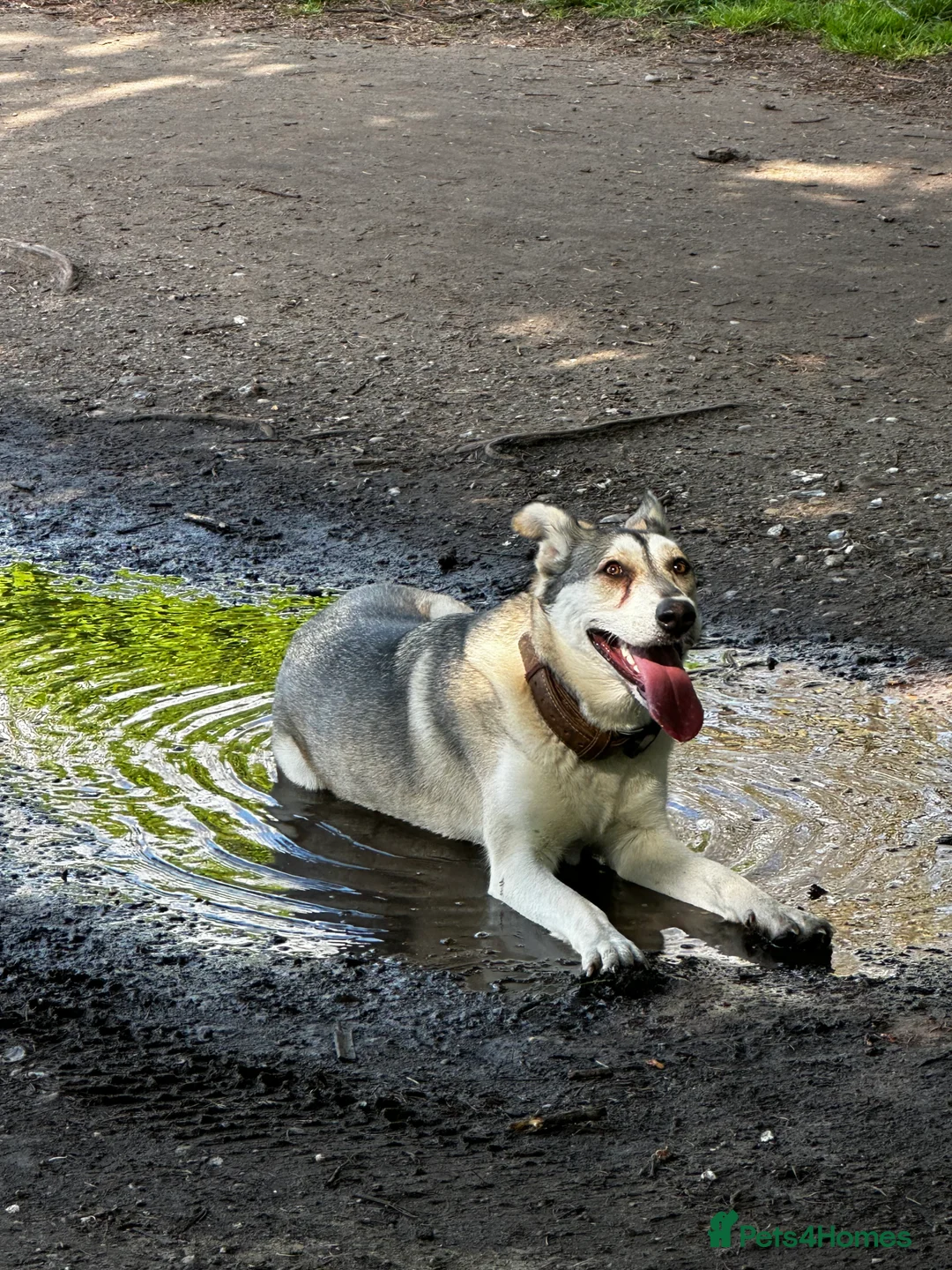 Mixed Breed dogs for sale: Farla, a beautiful, good-natured German Shepherd - Advert 1