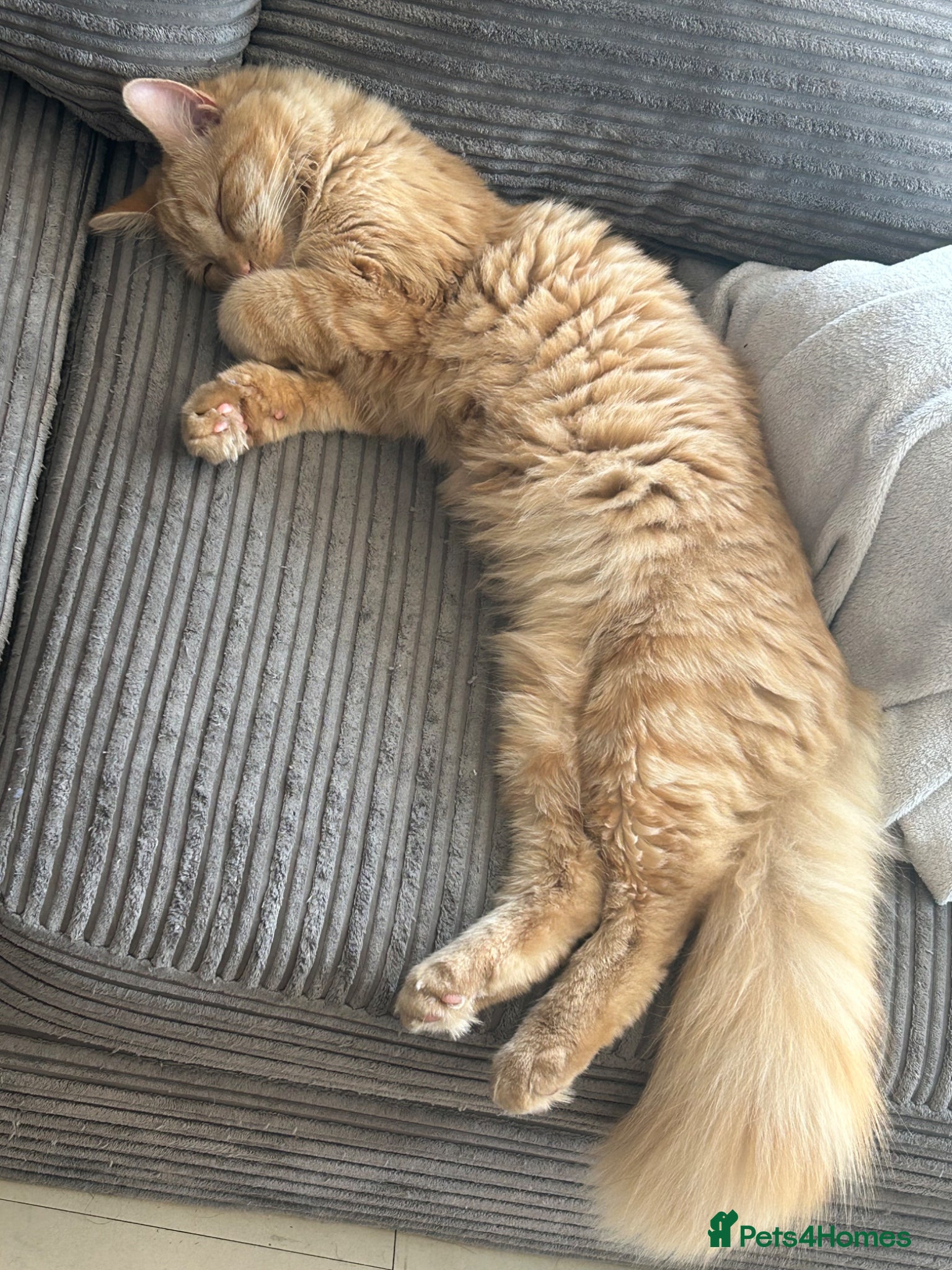Mixed Breed cats for sale: Simba  - Advert 8