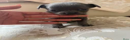 Chihuahua dogs for sale: Chihuahua puppies for sale - Advert 5