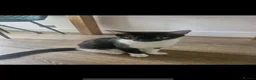 Mixed Breed cats for sale: Urgent Need Rehoming Mother and two male kitten in London - Advert 3