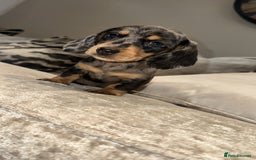 Miniature Dachshund dogs for sale: 🐾Stunning miniature dachshunds🐾 - Image 11