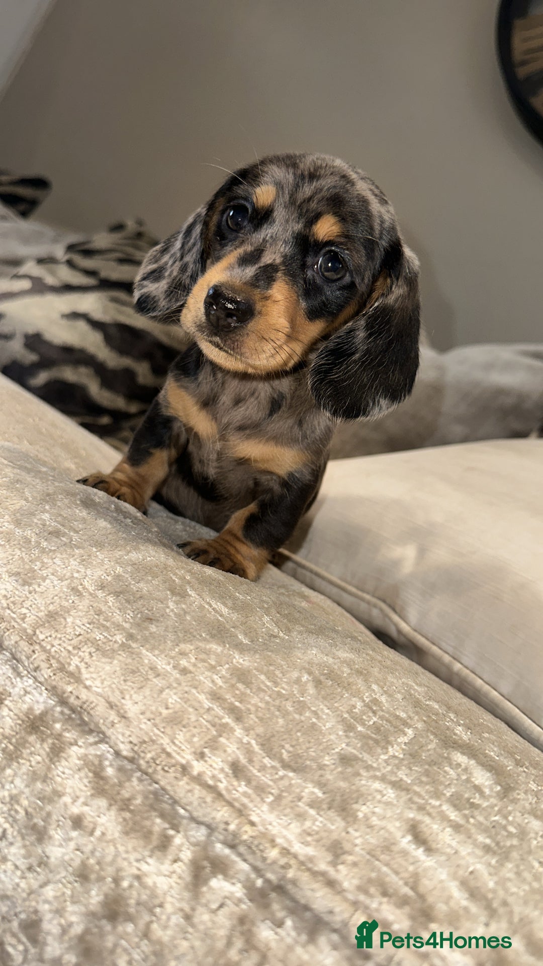 Miniature Dachshund dogs for sale: 🐾Stunning miniature dachshunds🐾 - Image 11