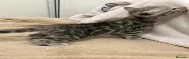 Bengal Kitten 2