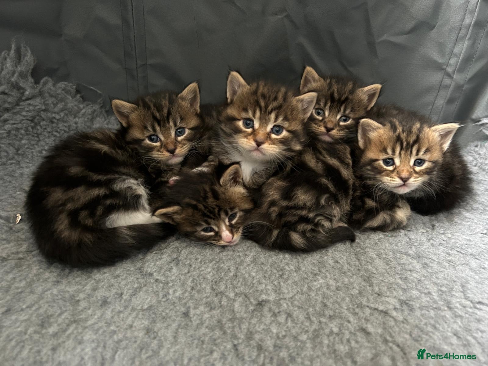 Maine Coon cats Fluffy picture perfect Maine Coon kittens - Advert 6