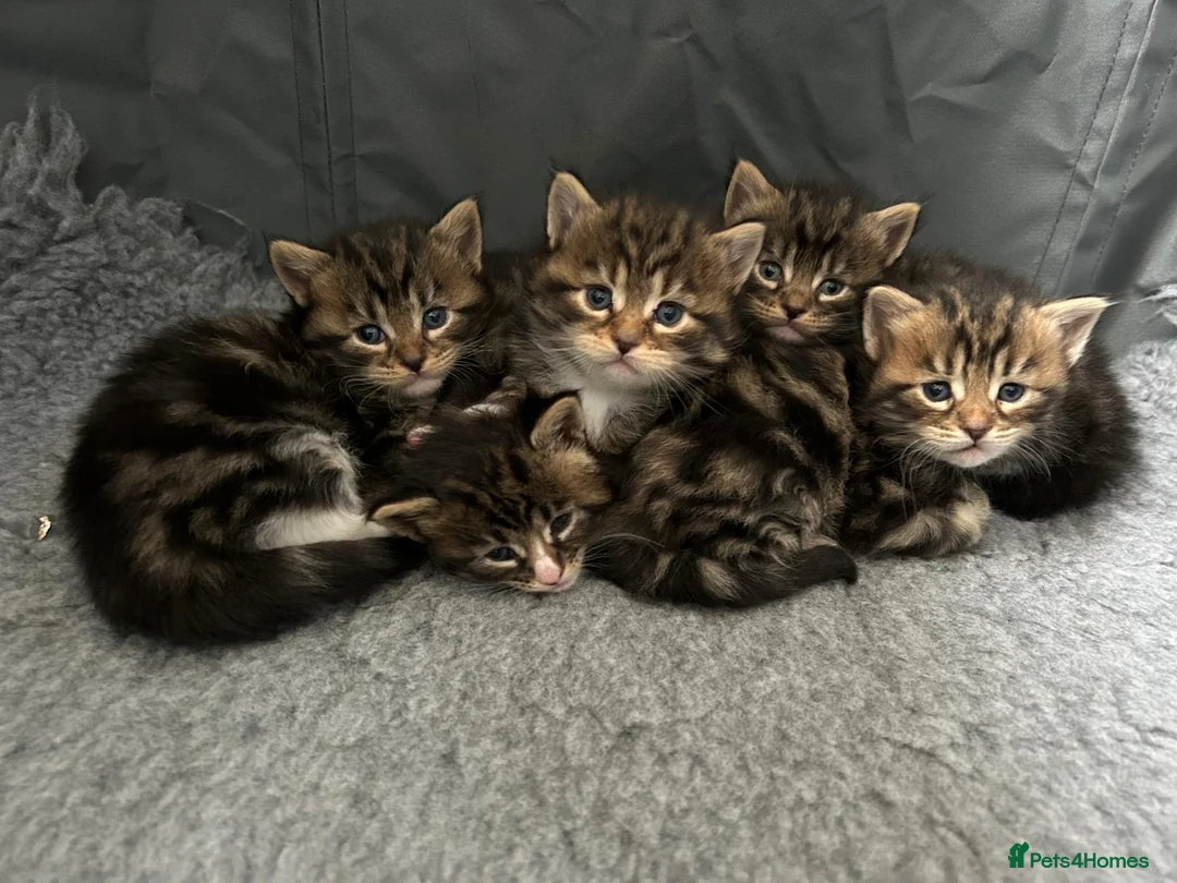 Maine Coon cats for sale: Fluffy picture perfect Maine Coon kittens in Tarporley - Advert 1