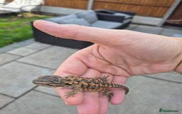 Bearded Dragon reptiles for sale: Bearded dragon babies available now  - Image 6