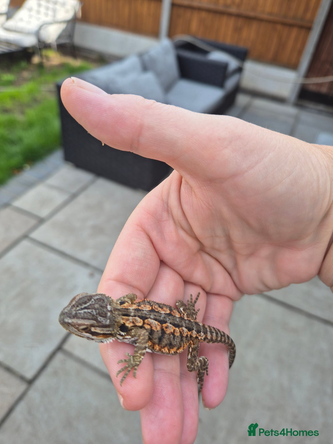 Bearded Dragon reptiles for sale: Bearded dragon babies available now  - Image 6