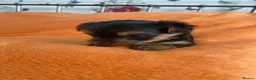 Yorkshire Terrier dogs for sale: X4 Stunning Minature Yorkshire terrier puppies  - Advert 12