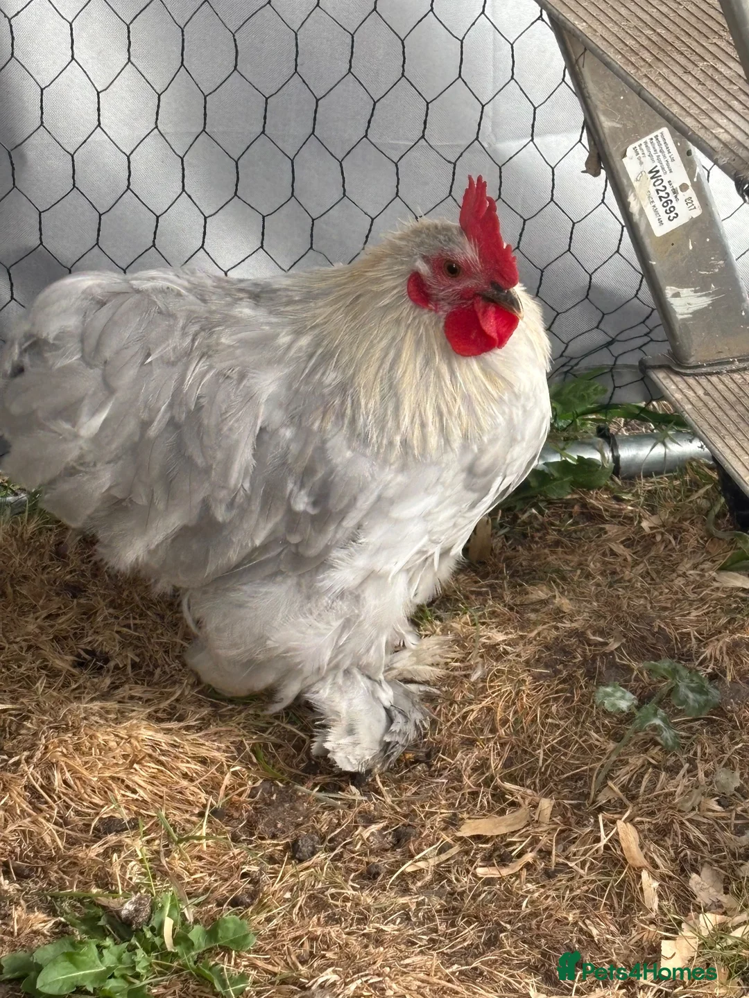 Chickens poultry for sale: Lavender Pekin Bantam cockerel ( ** ) in Thatcham - Advert 2