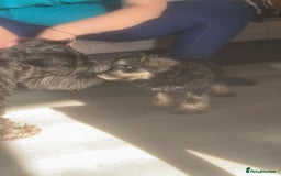 Miniature Schnauzer dogs for sale: Mini Schnauzer Boy - Image 9