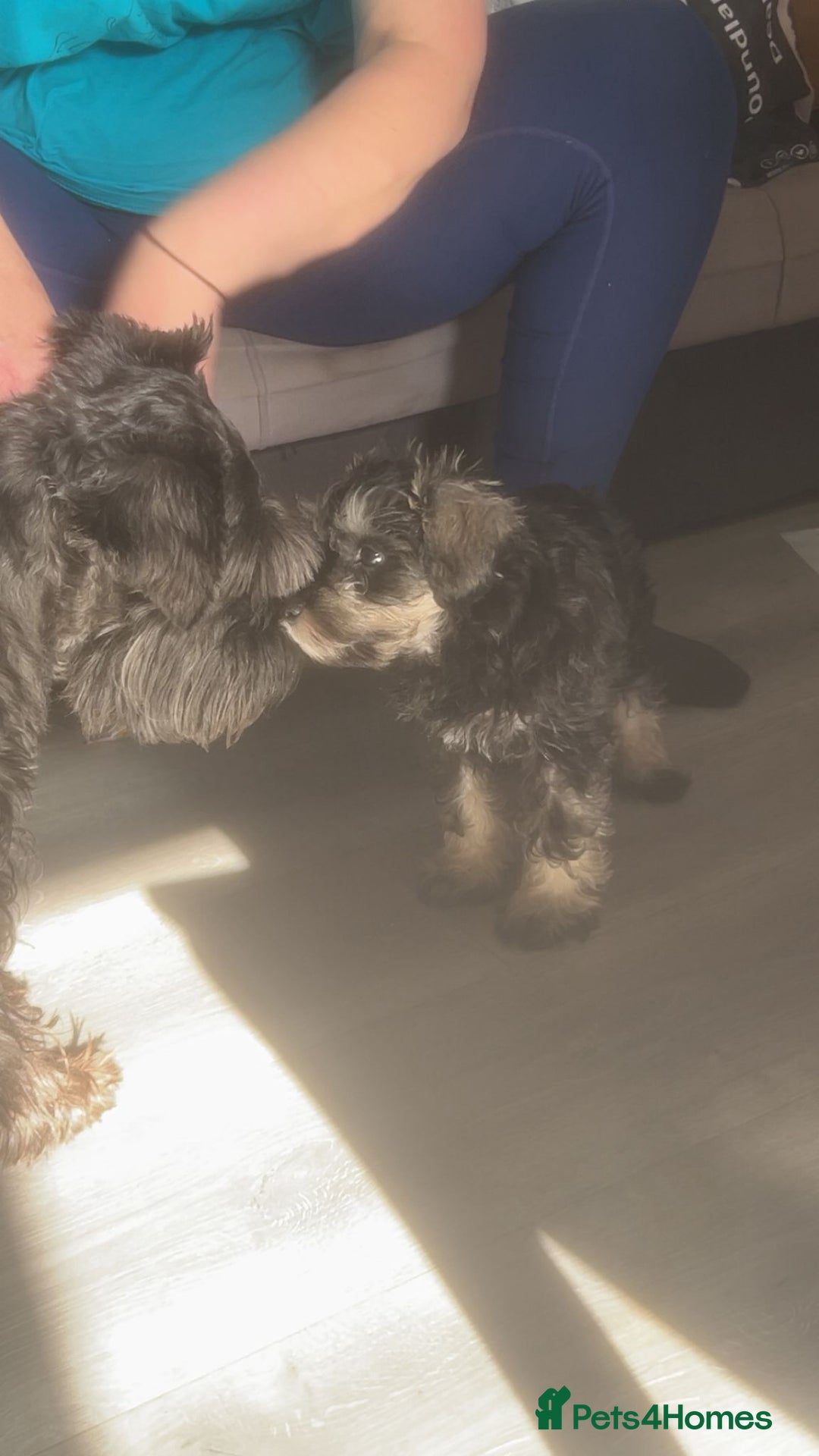 Miniature Schnauzer dogs for sale: Mini Schnauzer Boy - Image 9