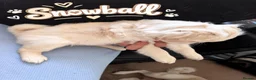 Pug dogs for sale: Very Rare long legged fluffy pugs in Hemel Hempstead - Advert 10
