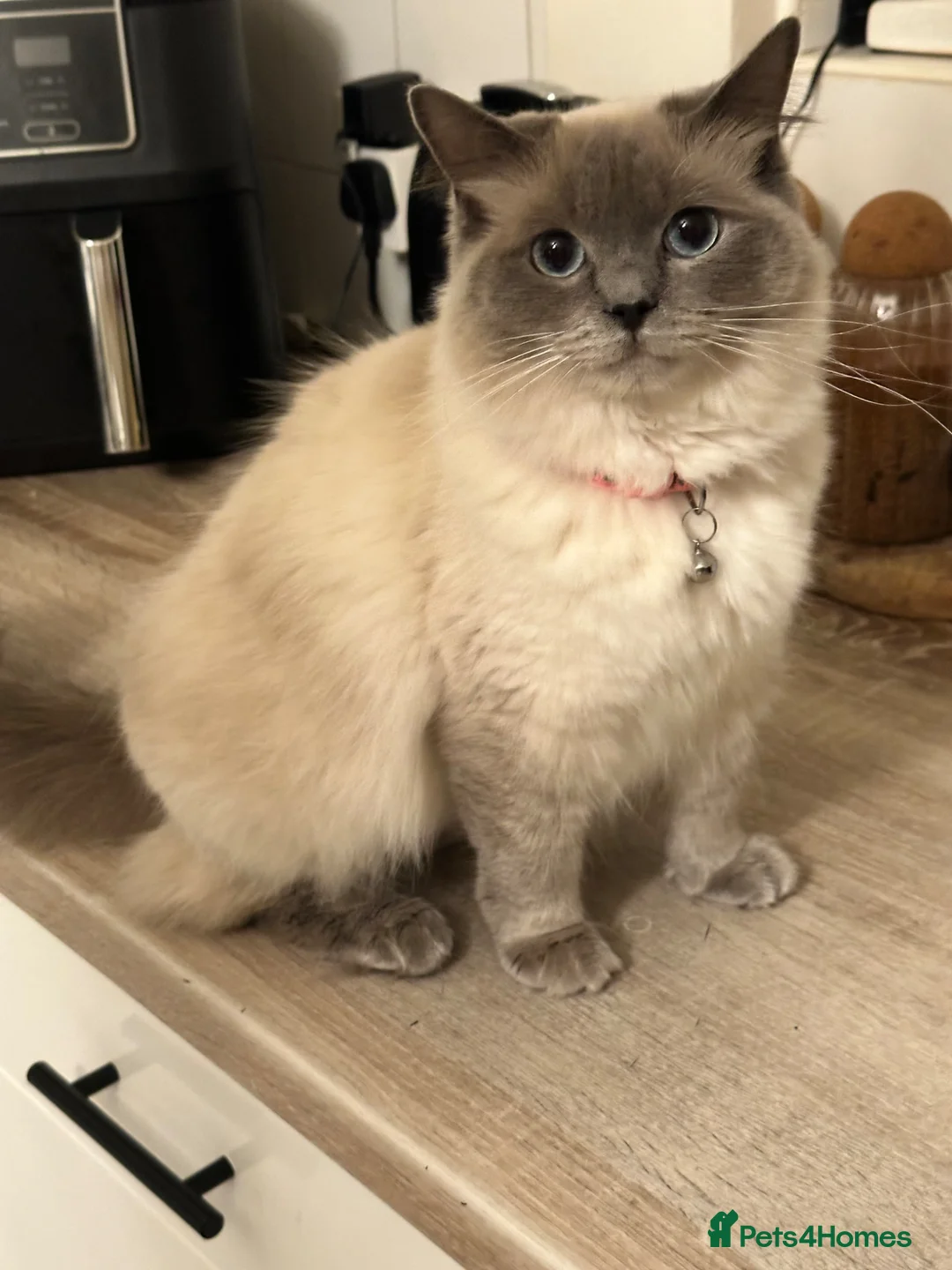 Ragdoll cats for sale: Ragdoll kittens ready now  in Doncaster - Advert 14