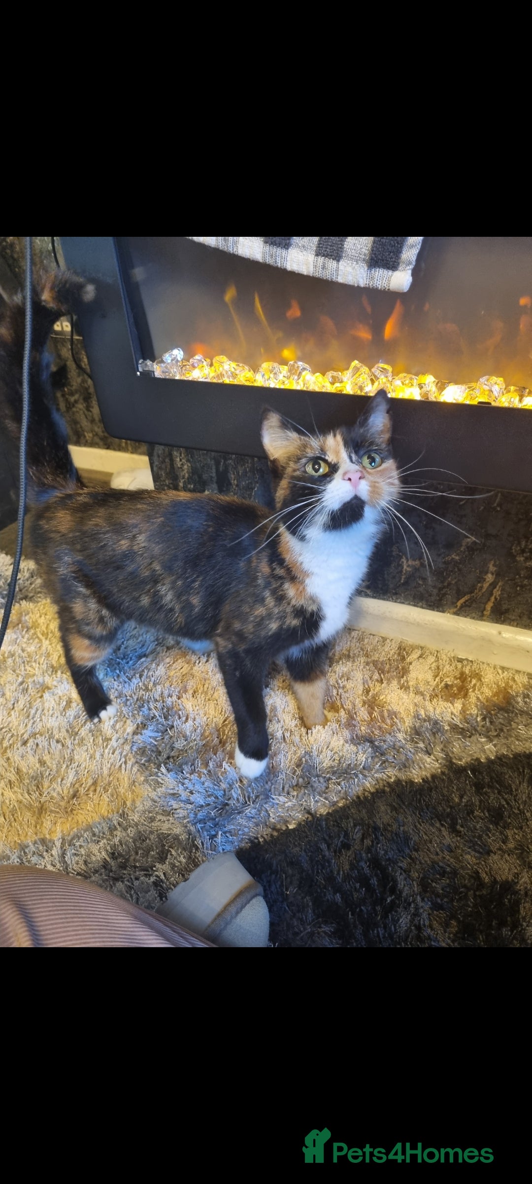 Mixed Breed cats for sale: Last tortie kitten - Image 2