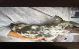 French Bulldog dogs for sale: Kc registered 12 week old French. Bulldogs  - Image 3