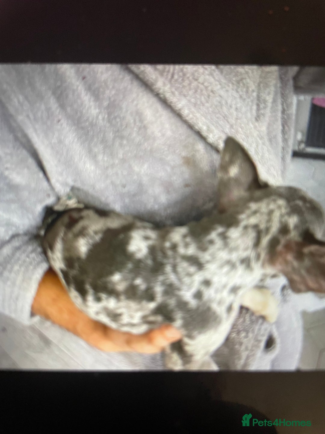 French Bulldog dogs for sale: Kc registered 12 week old French. Bulldogs  - Image 3
