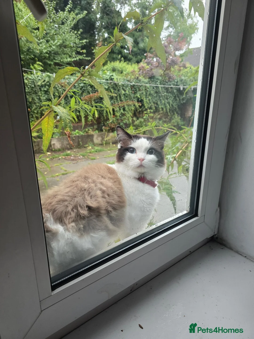 Ragdoll cats for sale: Stunning 4-Year-Old Blue-Eyed Male Ragdoll Cat - Advert 2